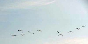 Gänse über der offenen Ostsee